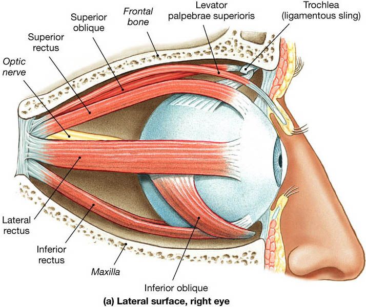 what is the function of the extrinsic eye muscles quizlet